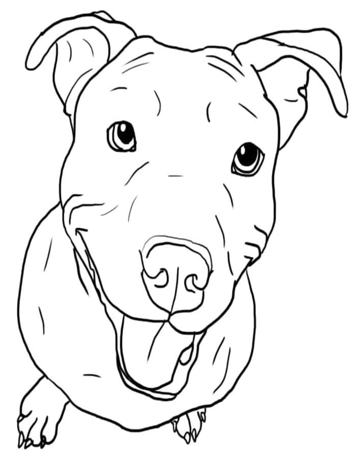 Fise de colorat cu Pitbull imprimabil uşor
