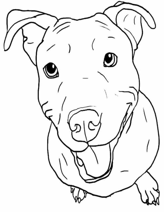 Fise de colorat cu Pitbull imprimabil