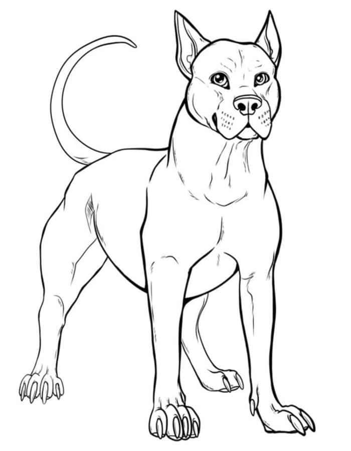 Fise de colorat cu Pitbull pentru copii